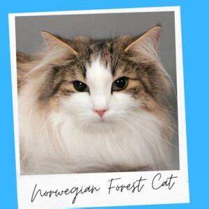 Types Of Cat Breeds With Ear Tufts With Pictures Cat Loves Best