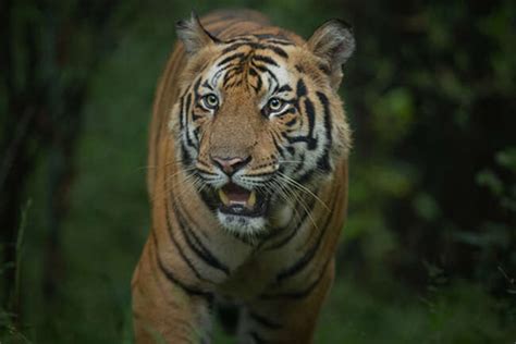 Bandhavgarh Kanha Pench Tour Packages Book Holiday Package At Best