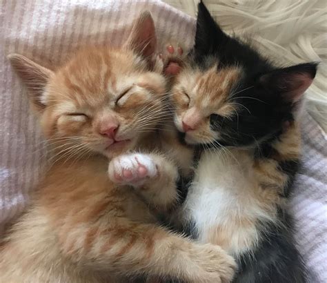 Two Cute Kittens Cat Photo Cats