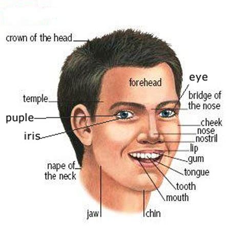 Using the numbers below match with the numbers on the image underneath. English Vocabulary: parts of the face | ESL all levels ...