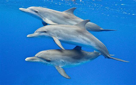 Juvenile Dolphins Wildquest Wild Dolphin Swims Bahamas