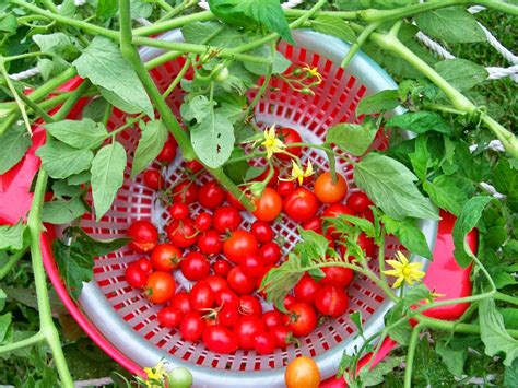 The cherry tomato plant is one of the most popular plants to grow because it is easy to grow and. Tell Me A Story: CHERRY TOMATOES, Fruit or Vegetable?
