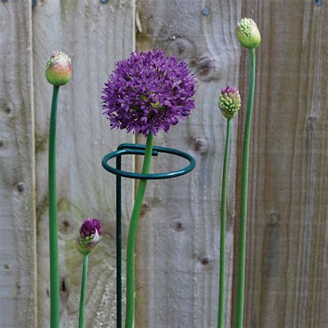 Great savings & free delivery / collection on many items. Round Shape Plant Stem Support Ring Cage Garden Iron Plant ...