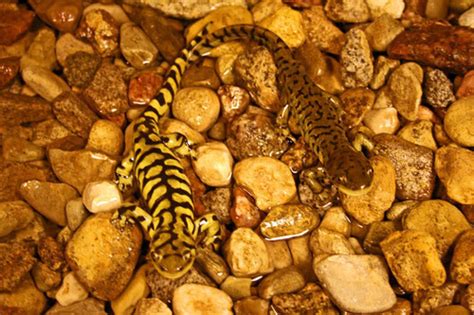 Scales Tails Wings And Things Tiger Salamander Care