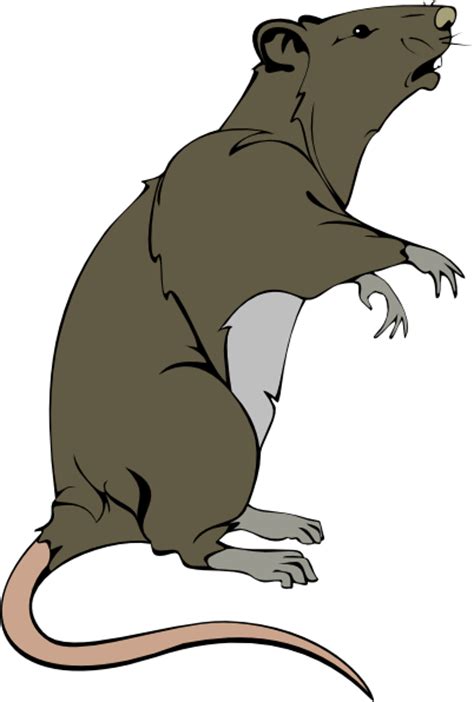 Grey Greedy Rat Clip Art At Vector Clip Art Online Royalty