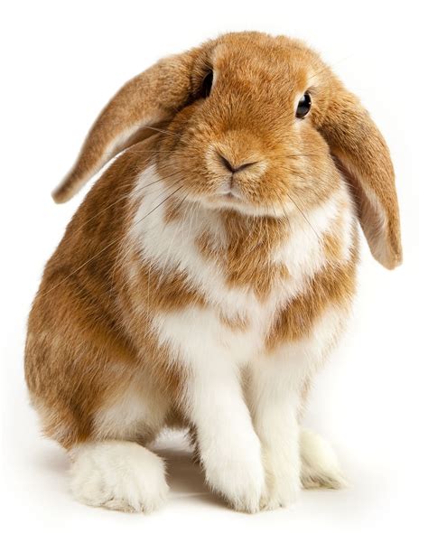 Cute Rabbit - Lop Eared Rabbits Photo (38567338) - Fanpop