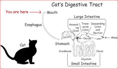 Cats And Cat Gut Health In 2020 Enteric Nervous System Digestive