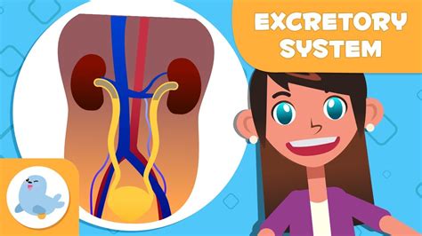 Excretory System 🧍🏻‍♂️ Urinary System And Sweat Glands 🧬 Science For