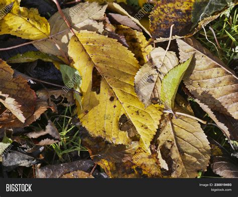 Wilted Leaves Trees Image And Photo Free Trial Bigstock