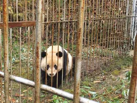 Captive Bred Panda Pair To Be Released Into Wild After ‘survival