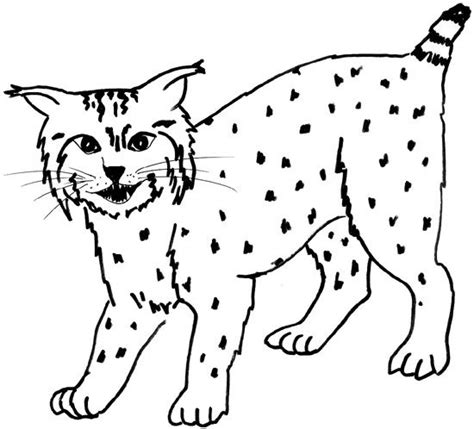 Coloring Pages Of Bobcats Bobcat Coloring Pages 12