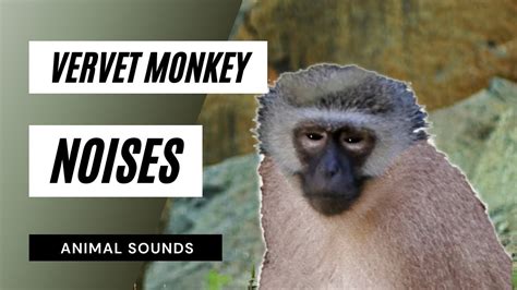 The Animal Sounds Vervet Monkey Sounds Sound Effect Animation