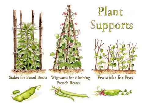 Different Kinds Of Support For Vegetables Broad Beans Growing Veg