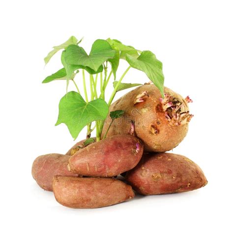 Growing Sweet Potato With Shoots On White Background Stock Image