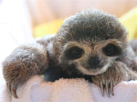 Baby Three Toed Sloth Animals Pinterest