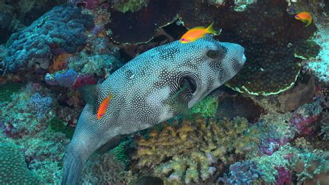 Stellate Puffer Fish In A Coral Reef Arothron Stellatus