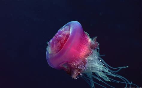 Wallpaper Nature Underwater Jellyfish Petal Macro Photography