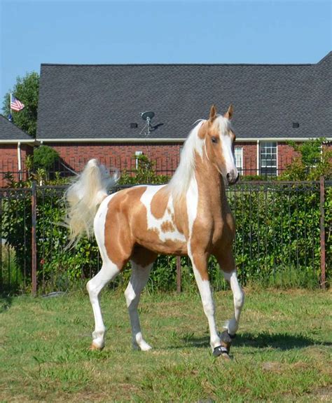 However, if you wish to register your palomino with a palomino horse. Mrf Sunsation- Gorgeous Palomino Homozygous Pinto Asha ...