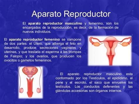 Lamina De Aparato Reproductor Femenino Y Masculino