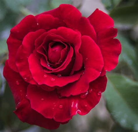 Red Rose Photograph By Jane Luxton Fine Art America