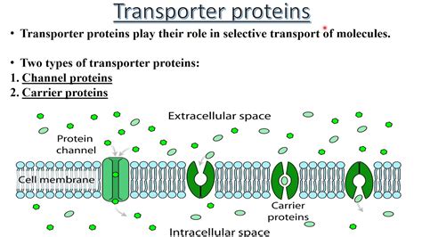 Transporter Proteins Basics Carrier And Channel Mediated Transport