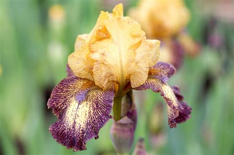 How To Plant Pot Grown Bearded Irises Iris Flowers Garden Plants