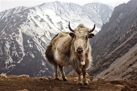 Travel Around The World Wildlife In Himalayan Mountains