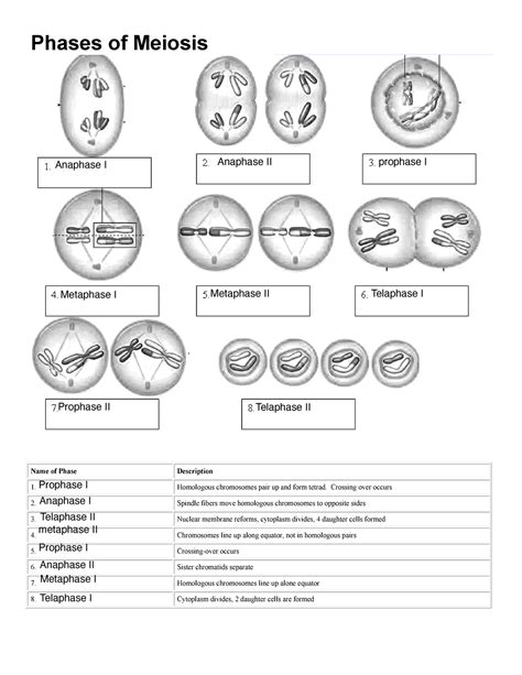 Meiosis Worksheet Fillable Phases Of Meiosis Name Of Phase The Best