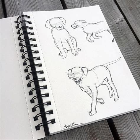 Sketching Dogs With Rough Ink Outlines And Basic Shapes Basic Shapes