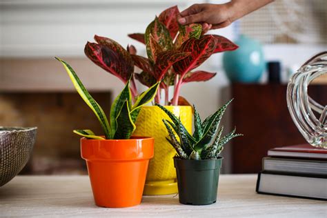 House plants actually have many health benefits, such as reducing stress, boosting mood, and enhancing productivity and creativity. The best indoor plants to bring the outside in - CNET