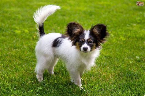 What is the price range of papillon puppies? Papillon Dog Breed Information, Buying Advice, Photos and Facts | Pets4Homes