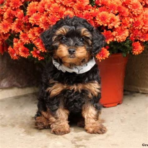 Yorkie Poo Puppies For Sale Greenfield Puppies