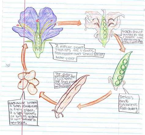 Life Cycle Of A Plant The Reproductive Life Cycle Of Flowering Plants