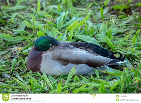 Male Mallard Duck Sleeping In Green Leaves Stock Photo Image Of