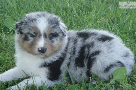 Champion Sired Mtbmm3 Australian Shepherd Puppy For Sale Near