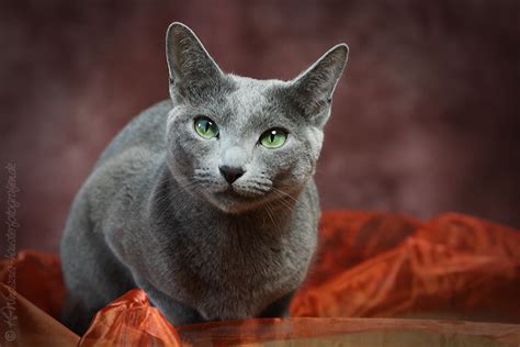 Wunderschönes reinrassiger russisch blau katerchen zu verkaufen. Russisch Blau - Zaseeta
