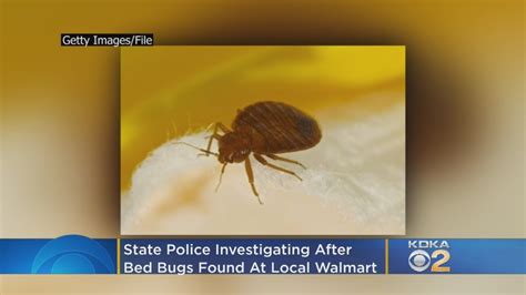 Police Investigating After Bed Bugs Found At Local Walmart Youtube