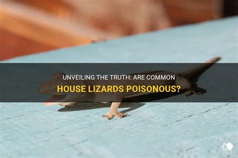 Unveiling The Truth Are Common House Lizards Poisonous Petshun