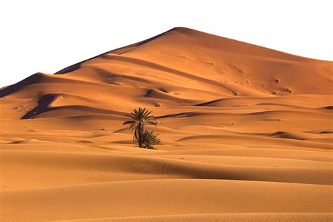 Desert With Desert Palm Png Image Free Download