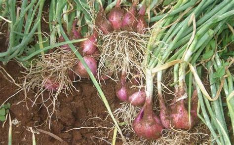 Batang daun bawang prei sisa dapur bisa diletakkan dalam piring berisi air untuk pembibitan. Makalah Lengkap Tentang Budidaya Bawang Merah - TIADA MASALAH TANPA SOLUSI