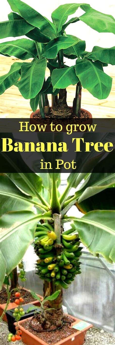 How To Grow Banana Tree In Pot Growing Banana Tree In Containers