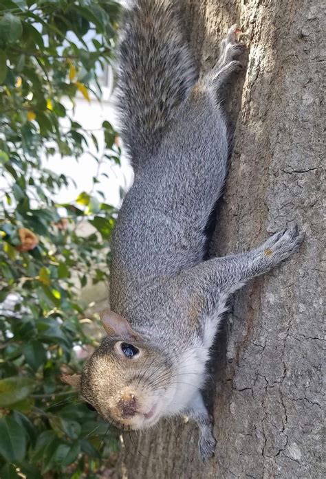 Squirrel Removal Squirrels In Attic Damage Repair Columbia Sc