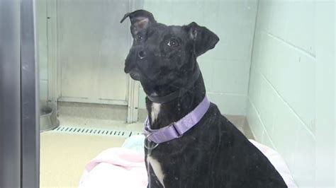 Dogs Rescued From Sc Dog Fighting Ring Looking For Forever Homes In