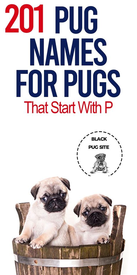 Beautiful and unique, irish female names are a fabulous choice. Best Pug Names That Start With P | Pug names, Cute names ...