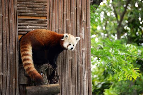 In human care, red pandas can be active at any time of day but are primarily crepuscular, or most active at dawn and dusk. Virginia Zoo Welcomes Masu the Red Panda - Virginia Zoo in ...