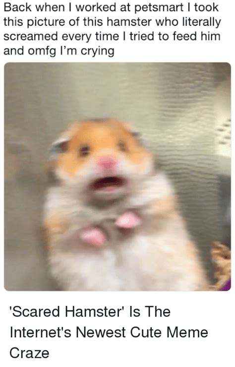 Hamster Facetime Call Meme
