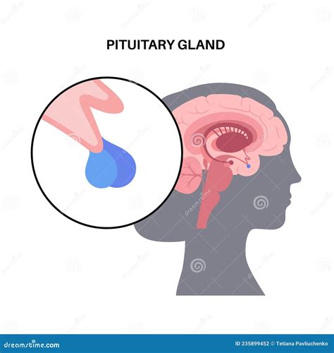 Pituitary Gland Anatomy Stock Vector Illustration Of Cortex 235899452