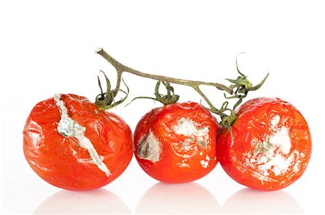 Rotten Tomato Stock Photos Pictures And Royalty Free Images Istock