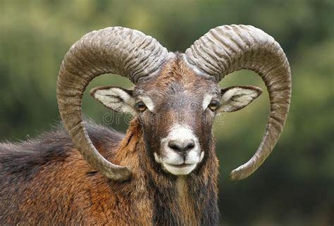 European Mouflon Ovis Orientalis Musimo Stock Image Image Of