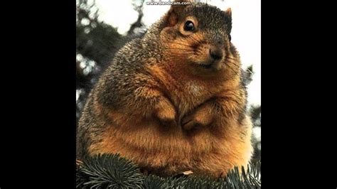 Funny Video Of A Fat Squirrel Youtube